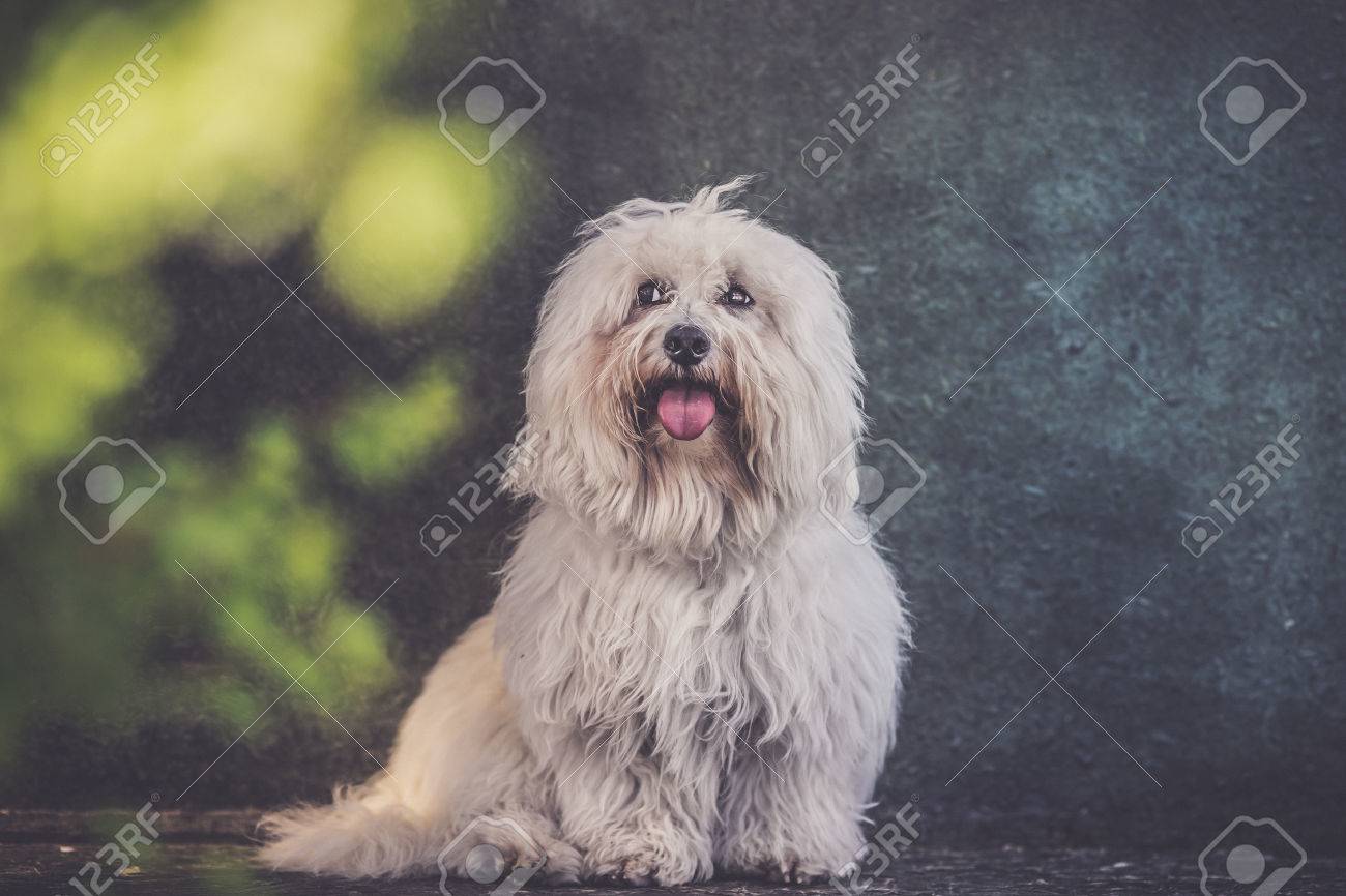 medium sized long haired dogs