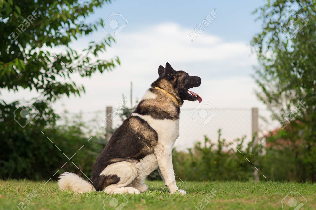 akita guard dog