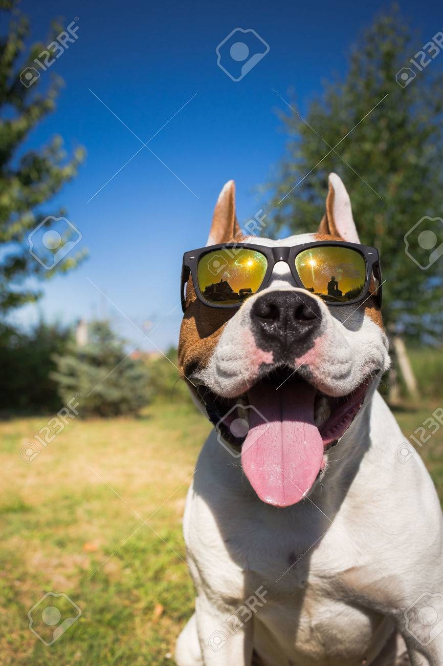 American staffordshire terrier dog wearing sunglasses - 43175091 American staffordshire terrier dog wearing sunglasses - 43175091