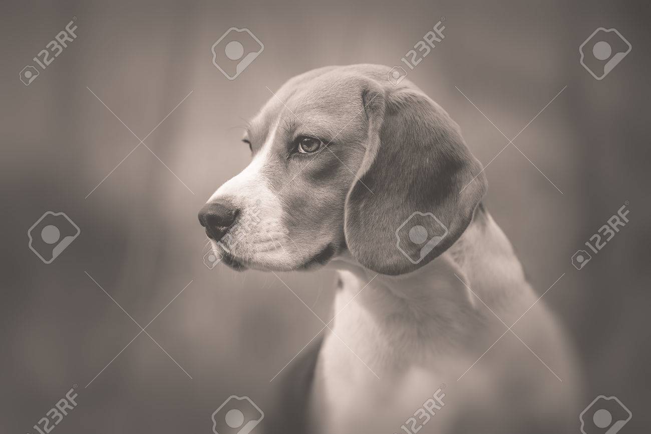美しいビーグル犬の白黒の肖像画 の写真素材 画像素材 Image 美しいビーグル犬の白黒の肖像画 の写真素材 画像素材 Image