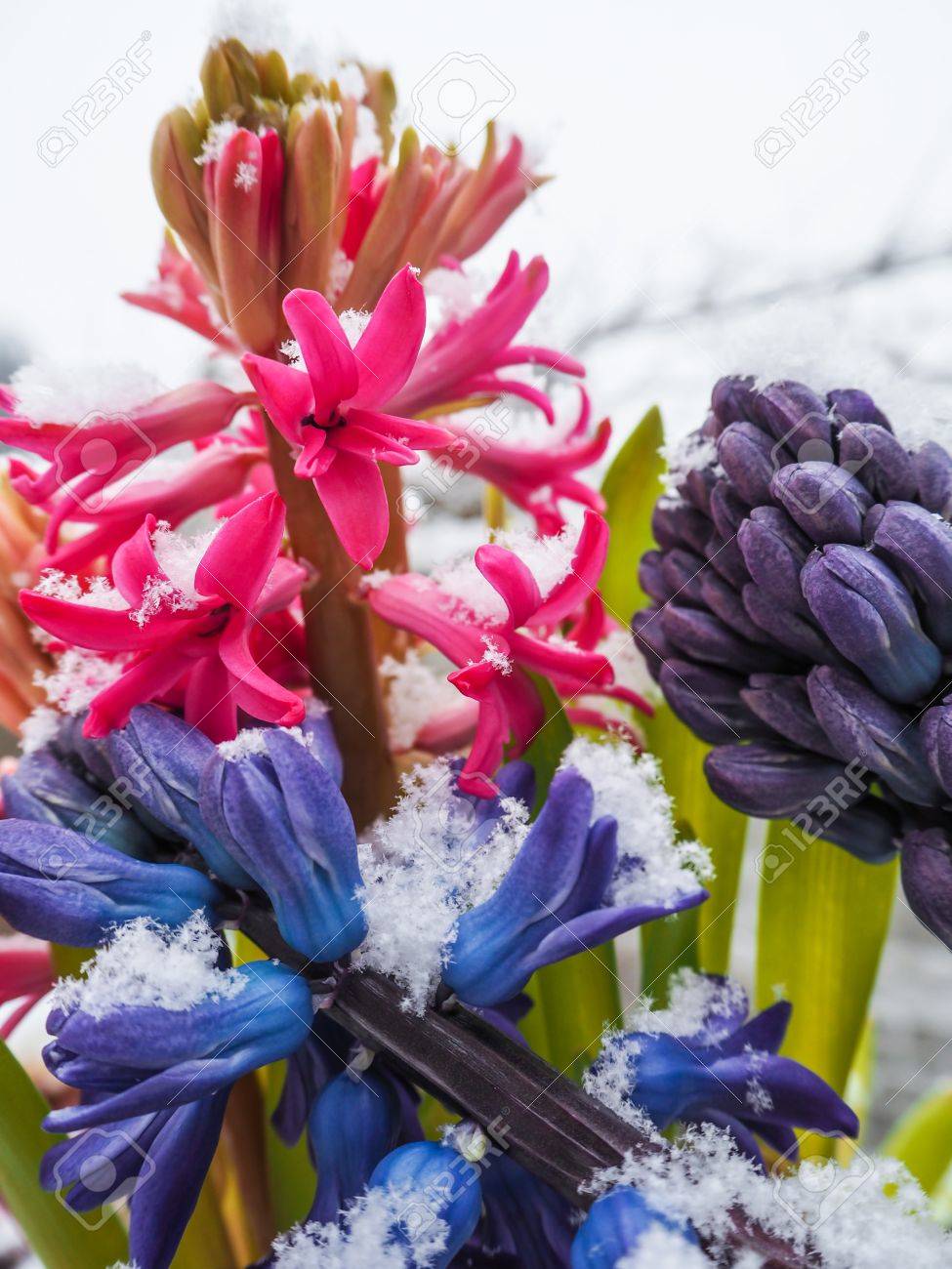 vibrant purple and pink hyacinth flowers covered with snow crystals