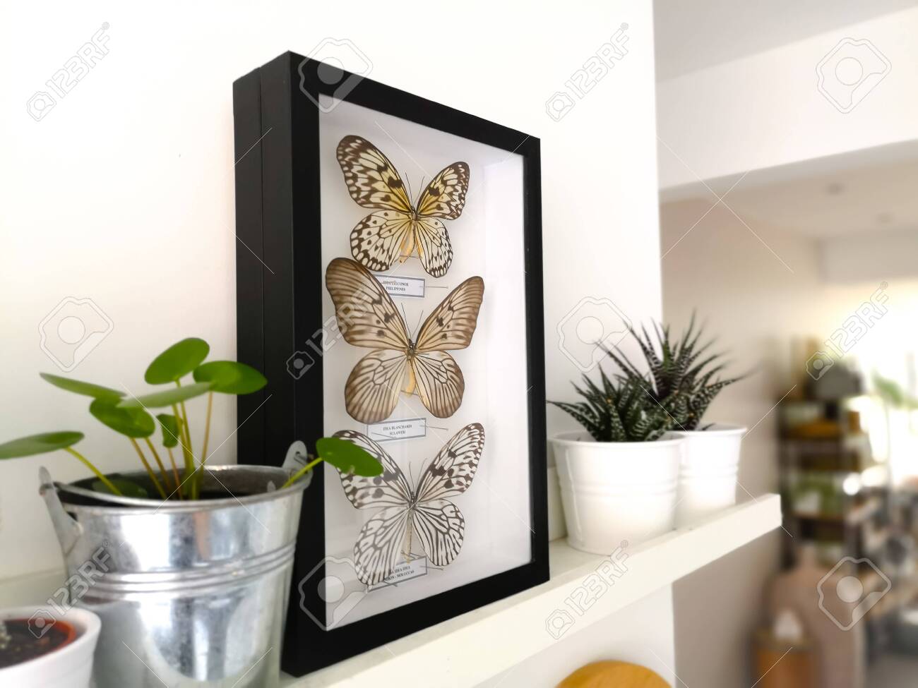 White floating shelf with framed taxidermy butterflies display and small houseplants in a black and white interior - 127147141 White floating shelf with framed taxidermy butterflies display and small houseplants in a black and white interior - 127147141