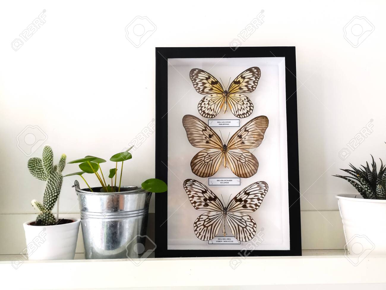 White floating shelf with framed taxidermy butterflies display and small houseplants in a black and white interior - 127147158 White floating shelf with framed taxidermy butterflies display and small houseplants in a black and white interior - 127147158