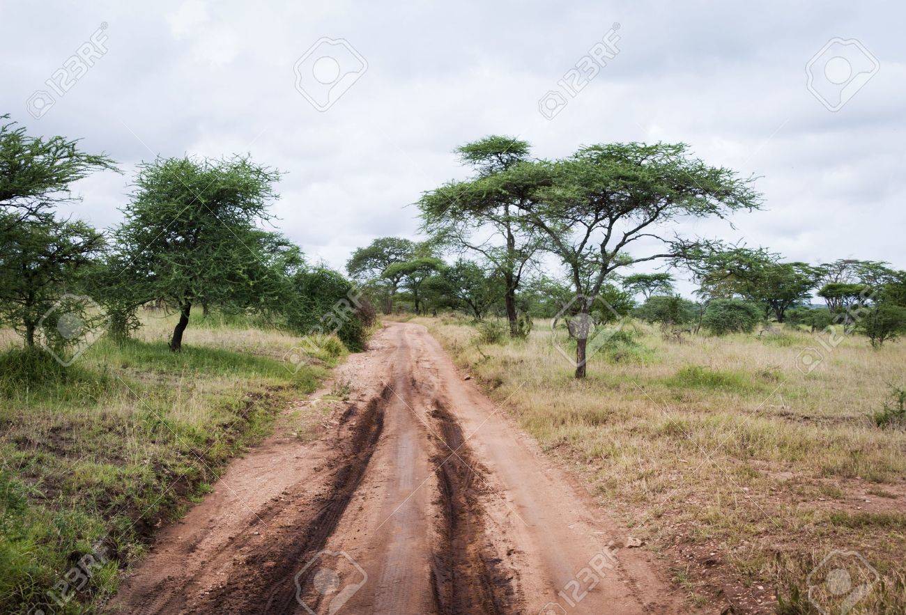 a dirt road deeply rutted used as a trail for vehicles on safari
