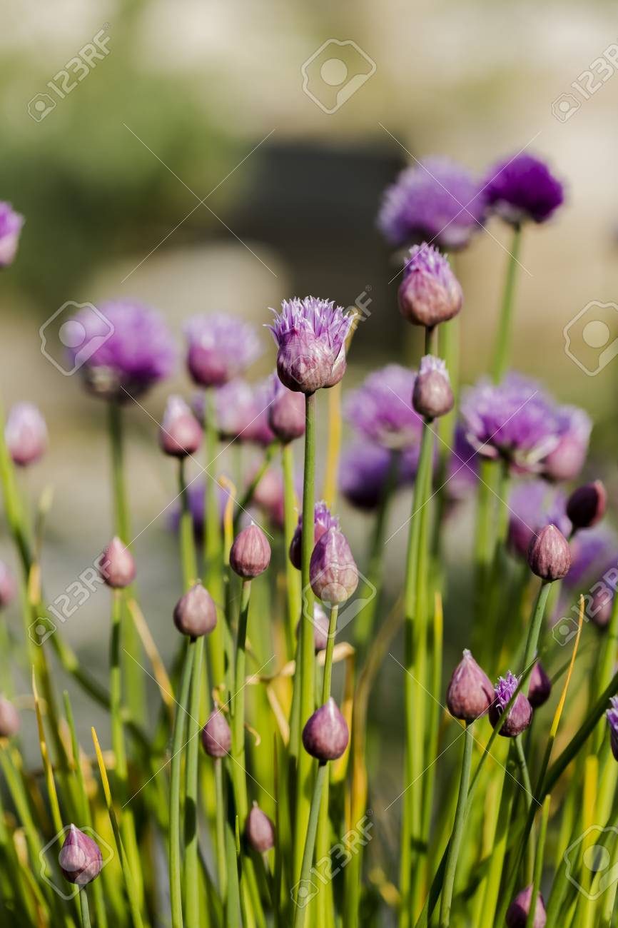 コレクション 花 ニンニクガラシ 花 ニンニクガラシ