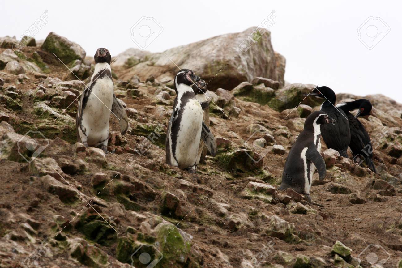 フンボルト ペンギン島 Ballestas ペルーのパラカス国立公園 の写真素材 画像素材 Image