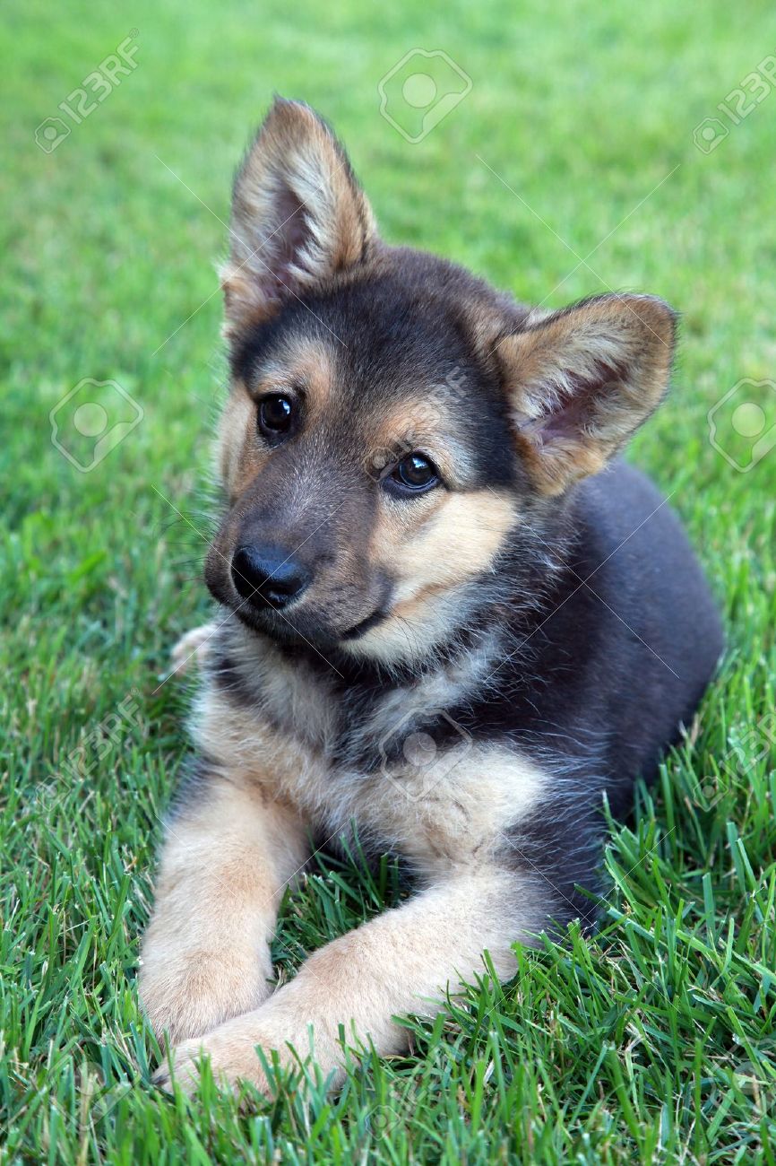 Adorable German Shepherd Puppy Stock Photo Picture And Royalty Free Image Image 14351943