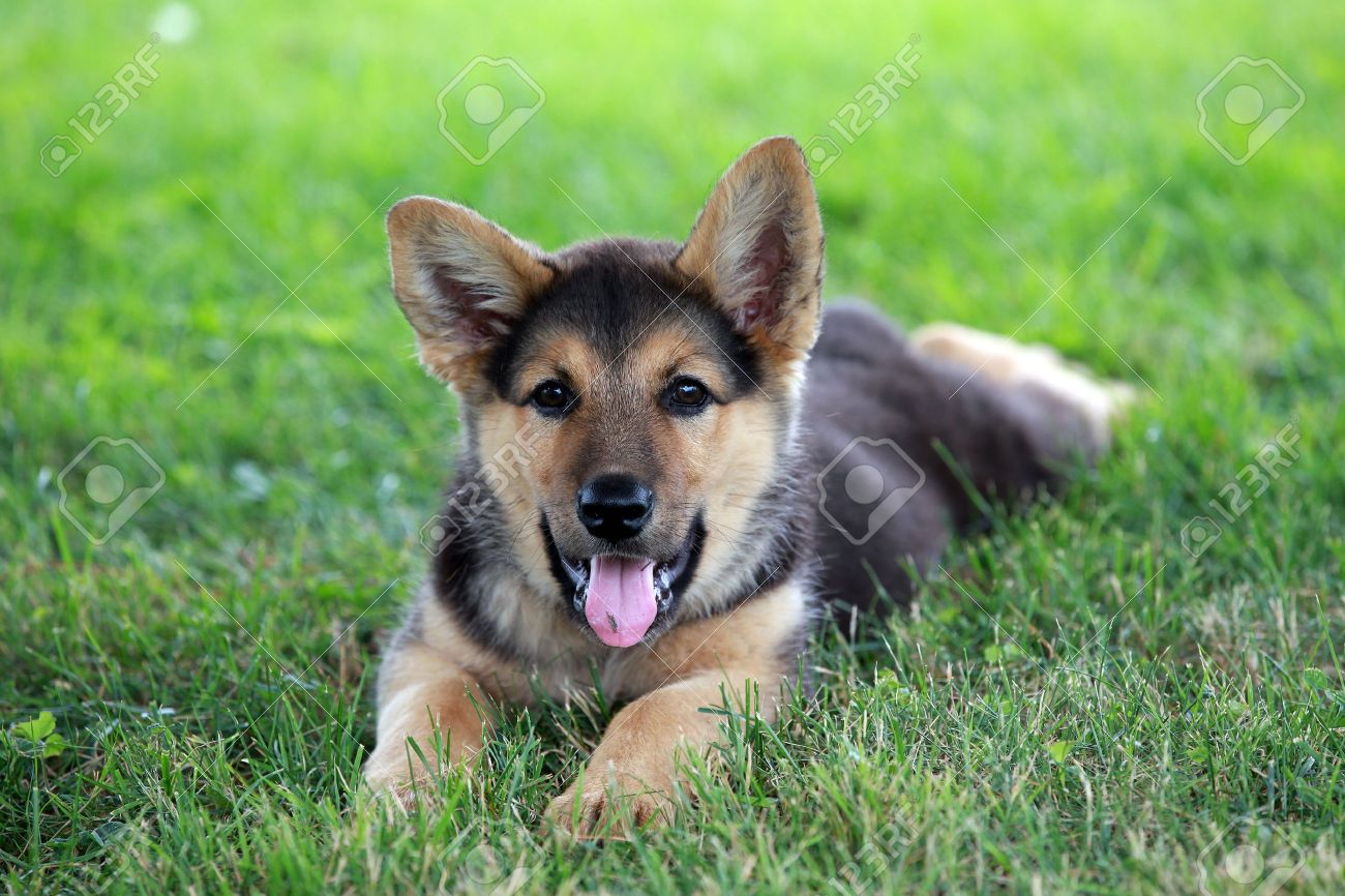 Chiot Berger Allemand Sur Une Chaude Journée Dété