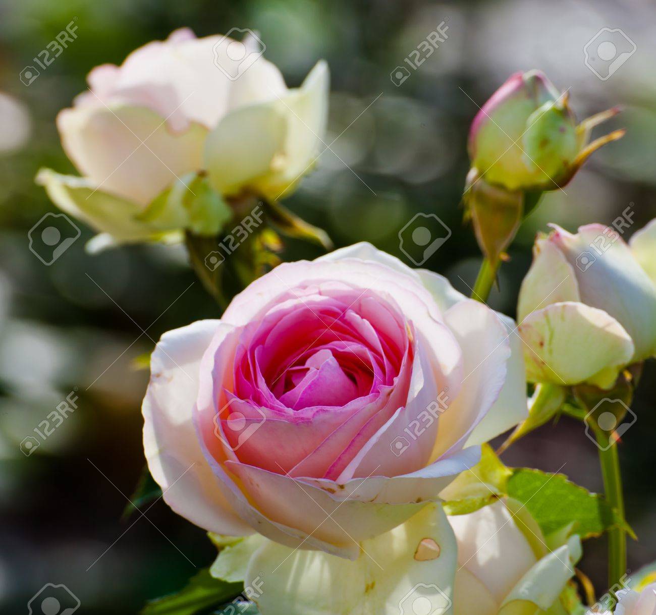 花白いバラ ピンクの真ん中で の写真素材 画像素材 Image