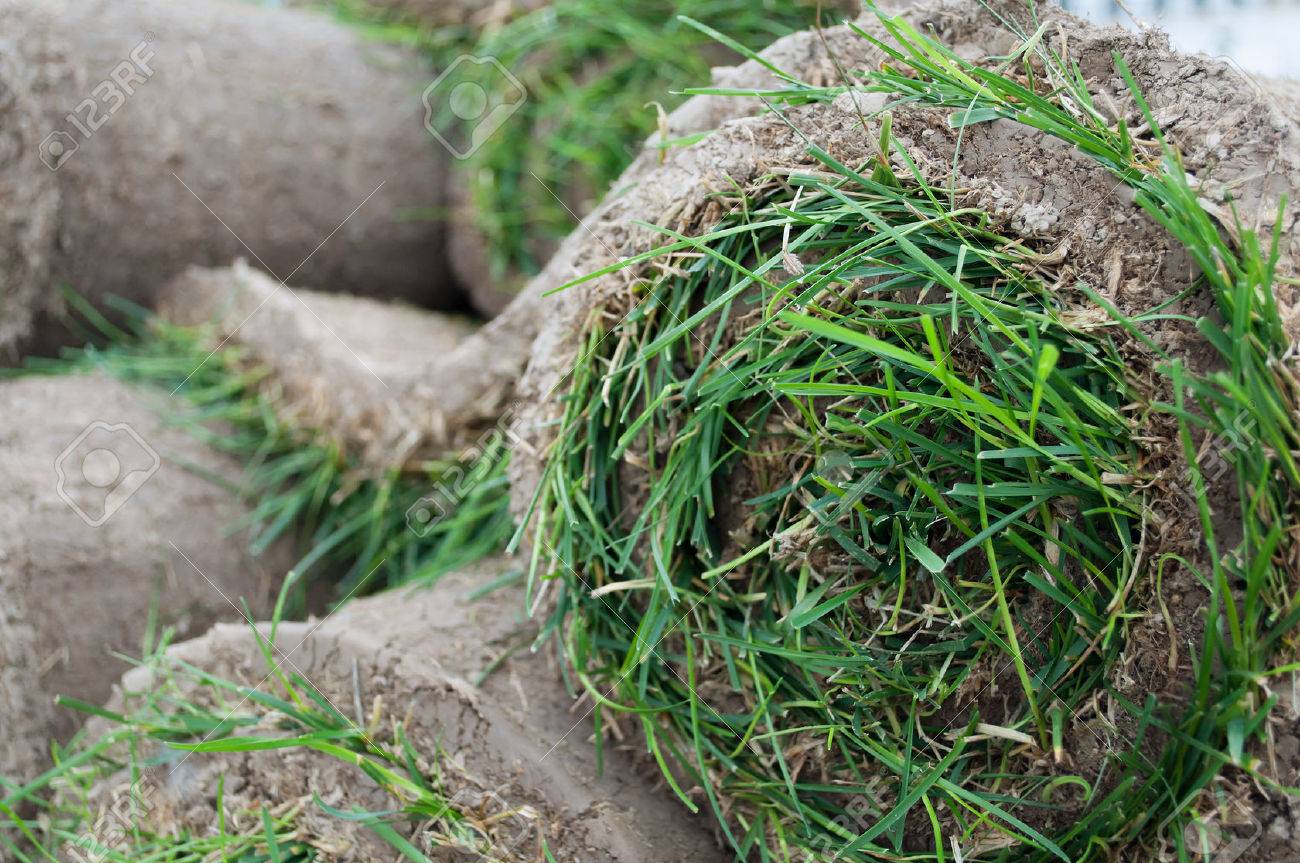 Grass Lawn - Turfs ready to be rolled sod cover Sod Roll - 22551279 Grass Lawn - Turfs ready to be rolled sod cover Sod Roll - 22551279