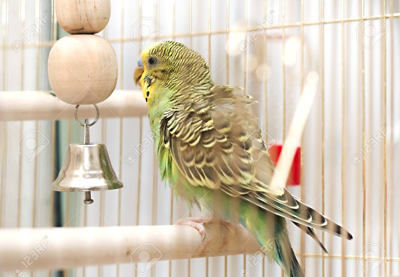 A green domestic budgie sitting with his toy friend. budgie pecks grains
budgie cleans feathers - 25264665 A green domestic budgie sitting with his toy friend. budgie pecks grains
budgie cleans feathers - 25264665
