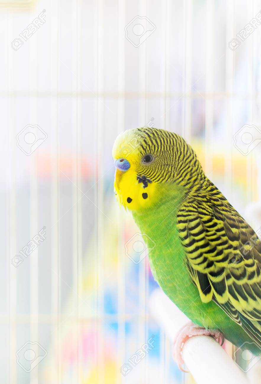 セキセイインコ ジアルディア雲はオーストラリアで発生した小さなオウムです の写真素材 画像素材 Image