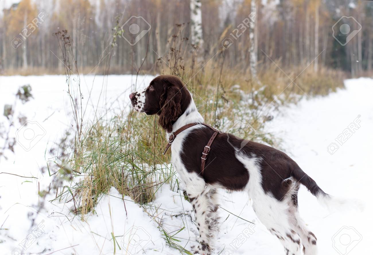 springer spaniel hunting