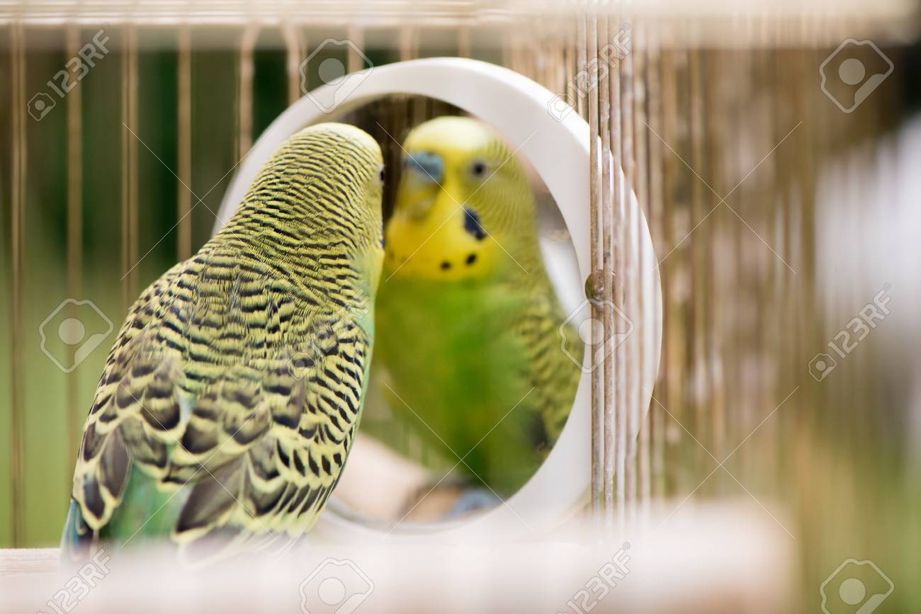 budgie mirror