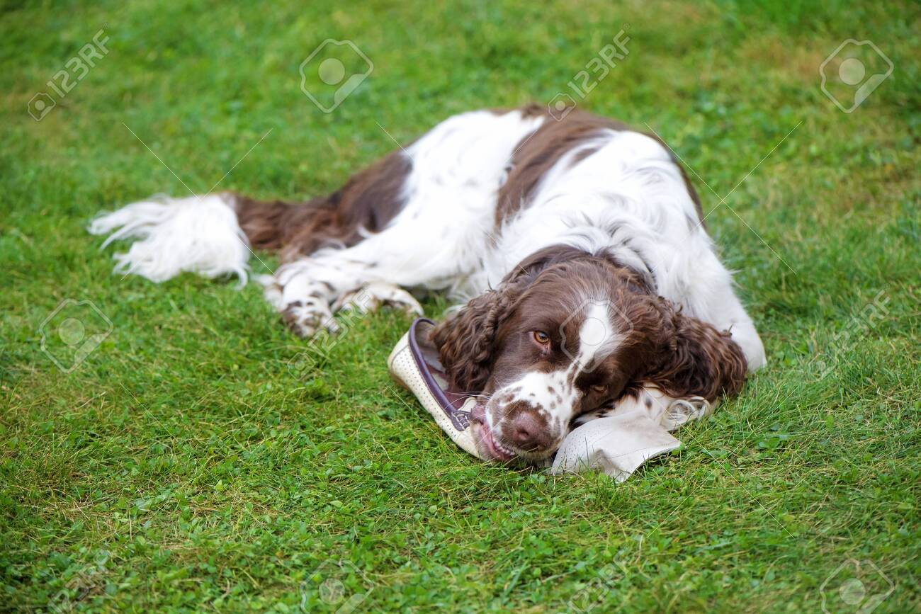 springer spaniel shoes