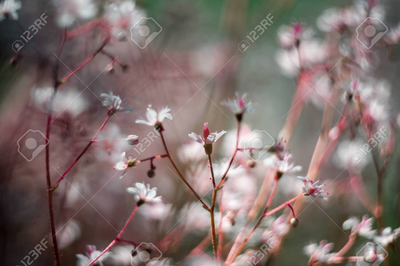 Gypsophila Flowers Baby S Breath Or Gypsophila Is Beautiful Flower In The Carnation Family On Blurred Floral Nature Backgrounds Delicate Flowers In Garden Selective Soft Focus Toned Photo Stock Photo Picture And Royalty