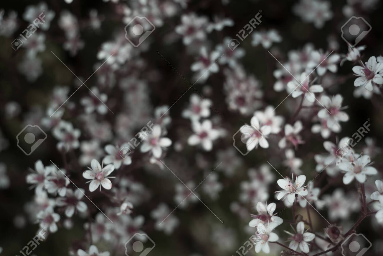 Gypsophila Flowers Baby S Breath Or Gypsophila Is Beautiful Flower In The Carnation Family On Blurred Floral Nature Backgrounds Black And White Selective Soft Focus Toned Photo Stock Photo Picture And Royalty Free Image