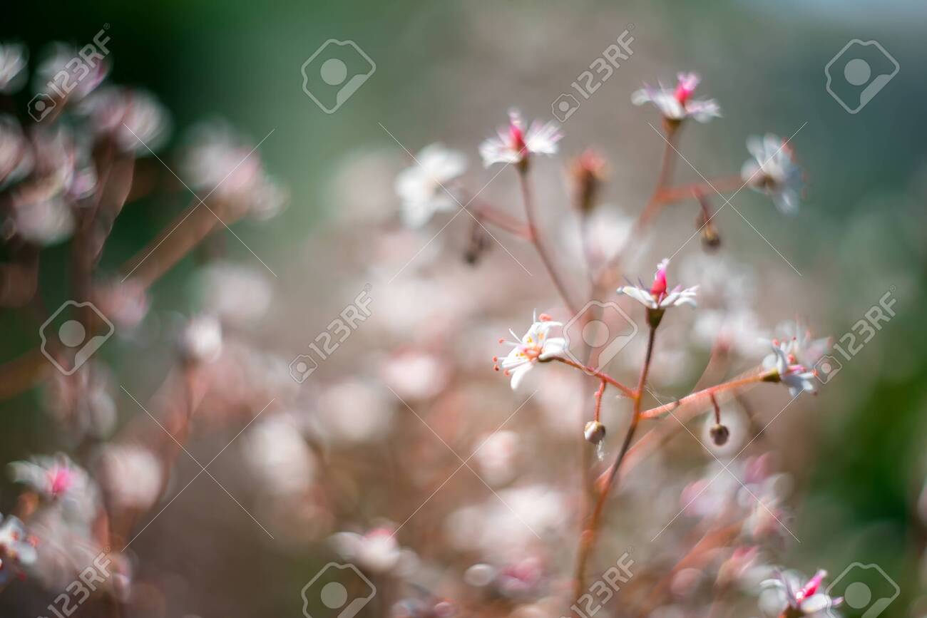 Gypsophila Flowers Baby S Breath Or Gypsophila Is Beautiful Flower In The Carnation Family On Blurred Floral Nature Backgrounds Close Up Shot Small Delicate Flowers In Garden Selective Soft Focus Stock Photo