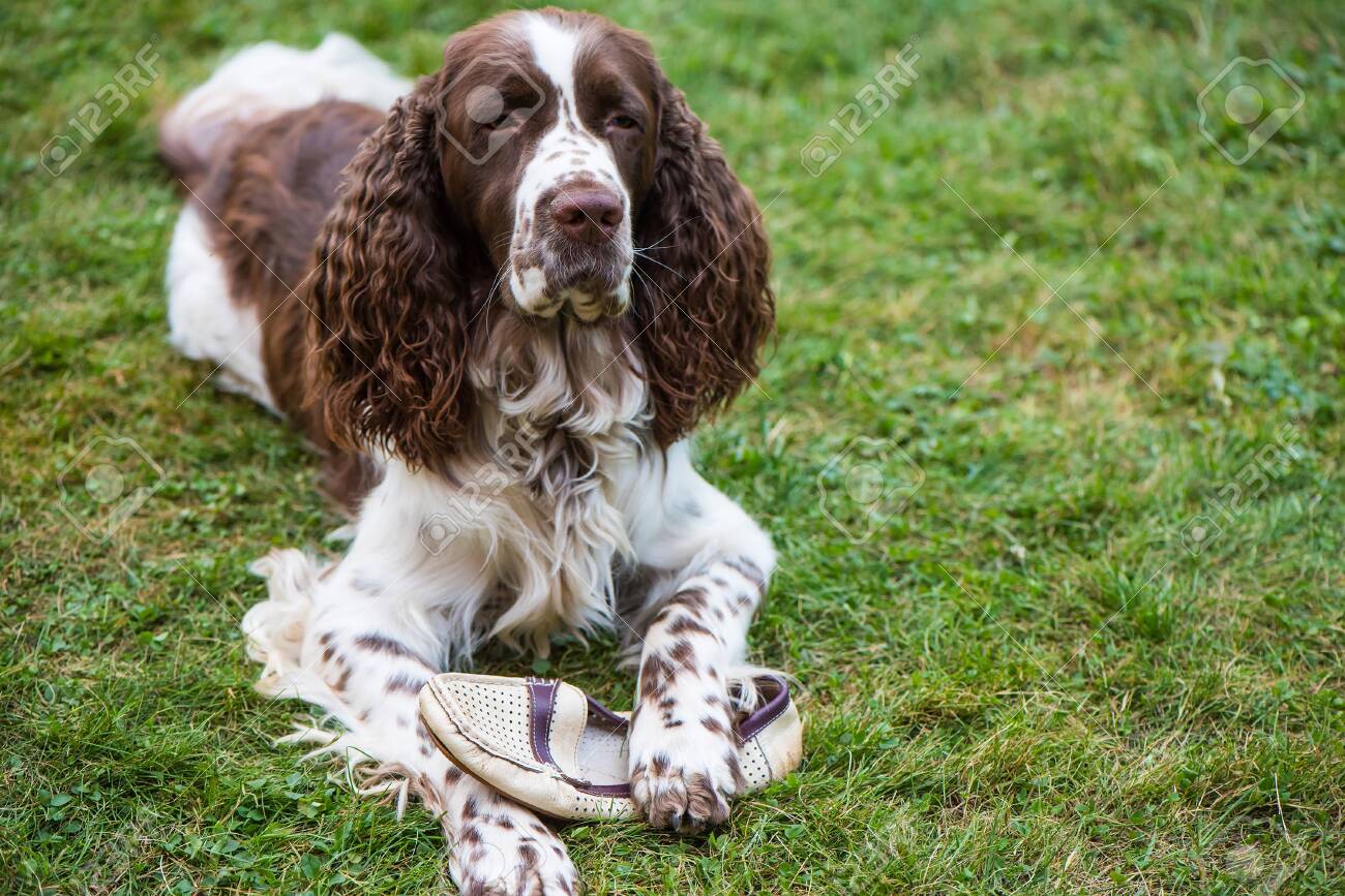 full grown mini whoodle