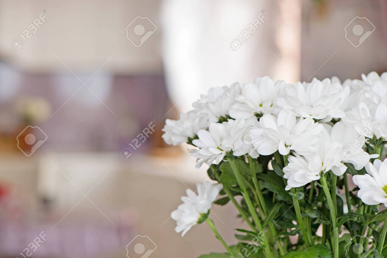 Bouquet of white chrysanthemums close-up on a blurred background inside the home environment. Copy space - 135413920 Bouquet of white chrysanthemums close-up on a blurred background inside the home environment. Copy space - 135413920
