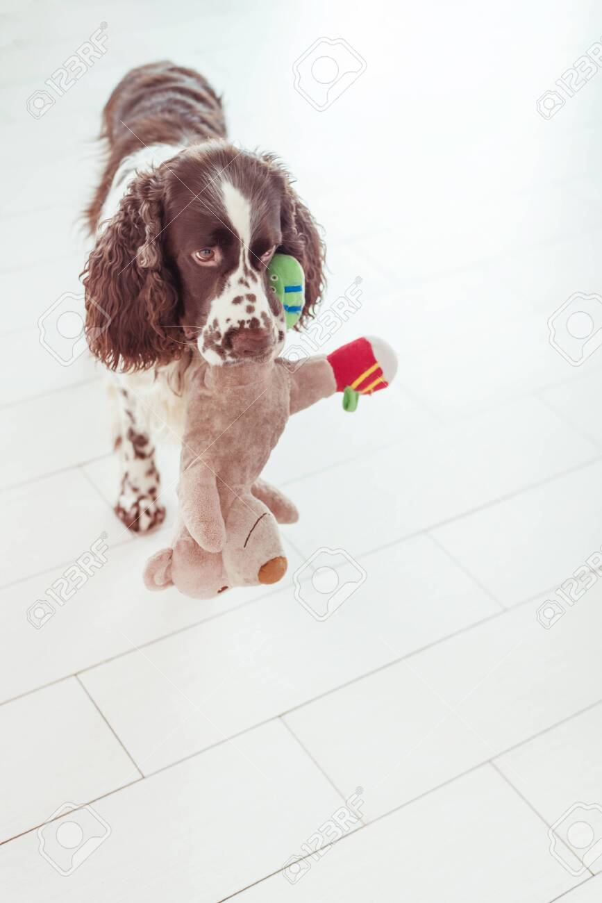 springer spaniel soft toy