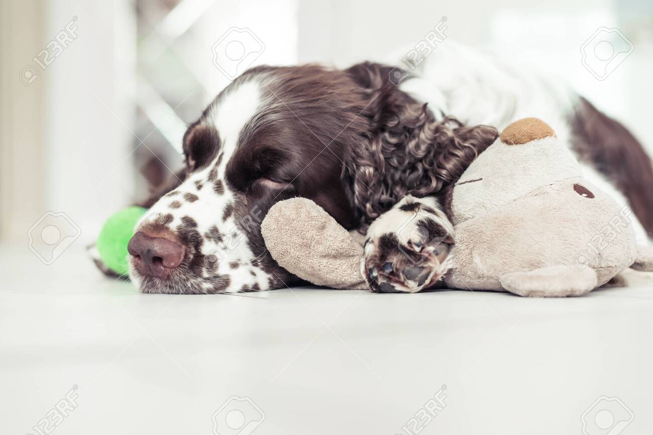 springer spaniel soft toy