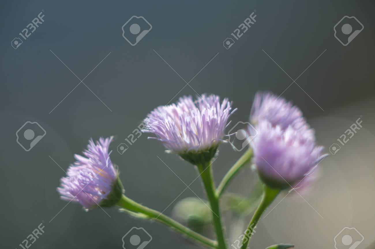 cluster of small purple flowers with thin stringy petals with