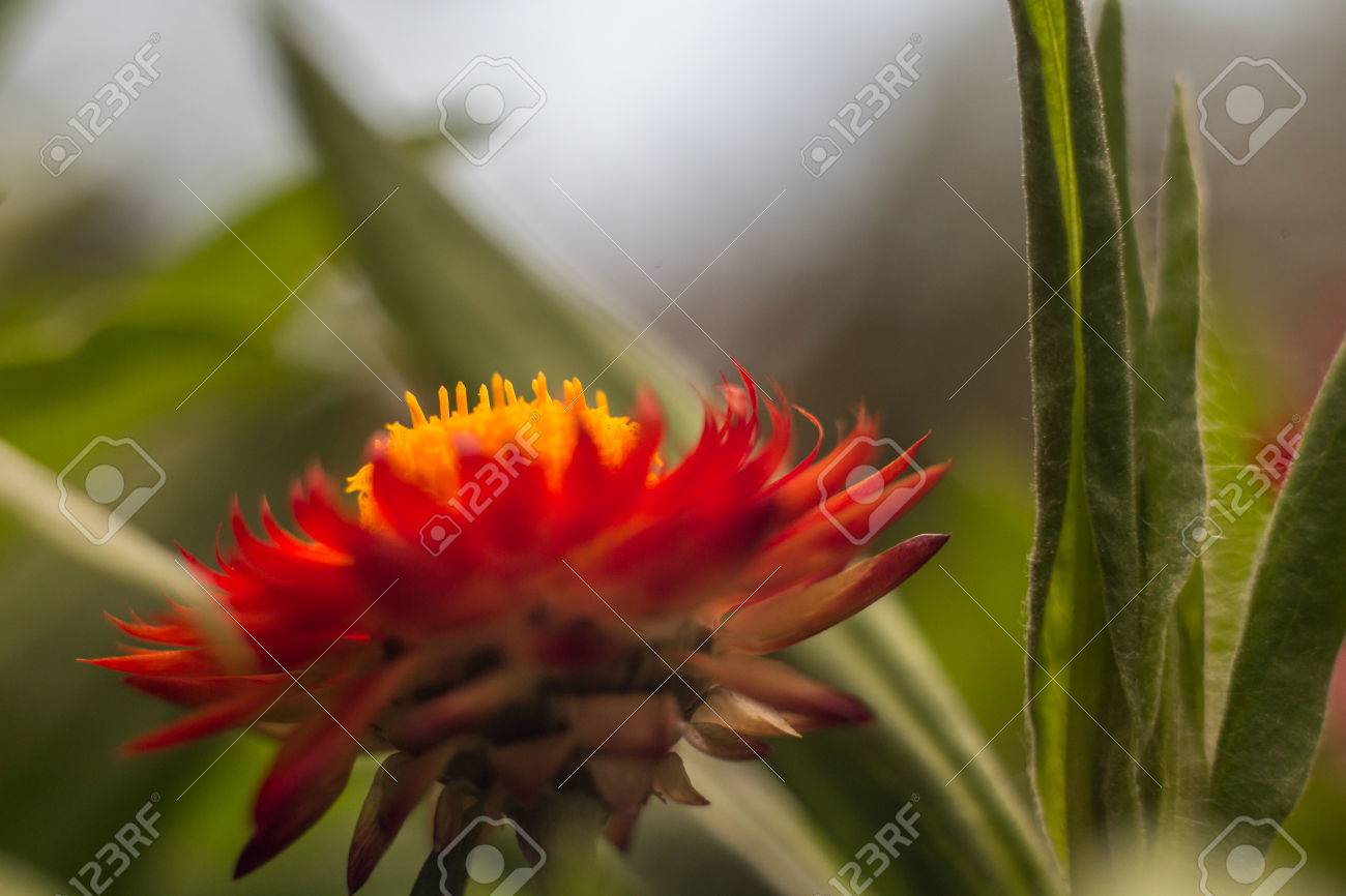 Fleur Rouge Avec Centre Jaune Avec Des Feuilles Vertes Et Le Ciel En Arrière Plan
