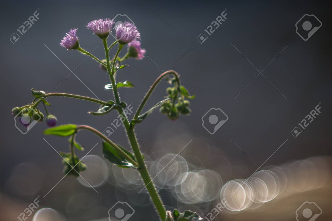 cluster of small purple flowers with thin stringy petals with