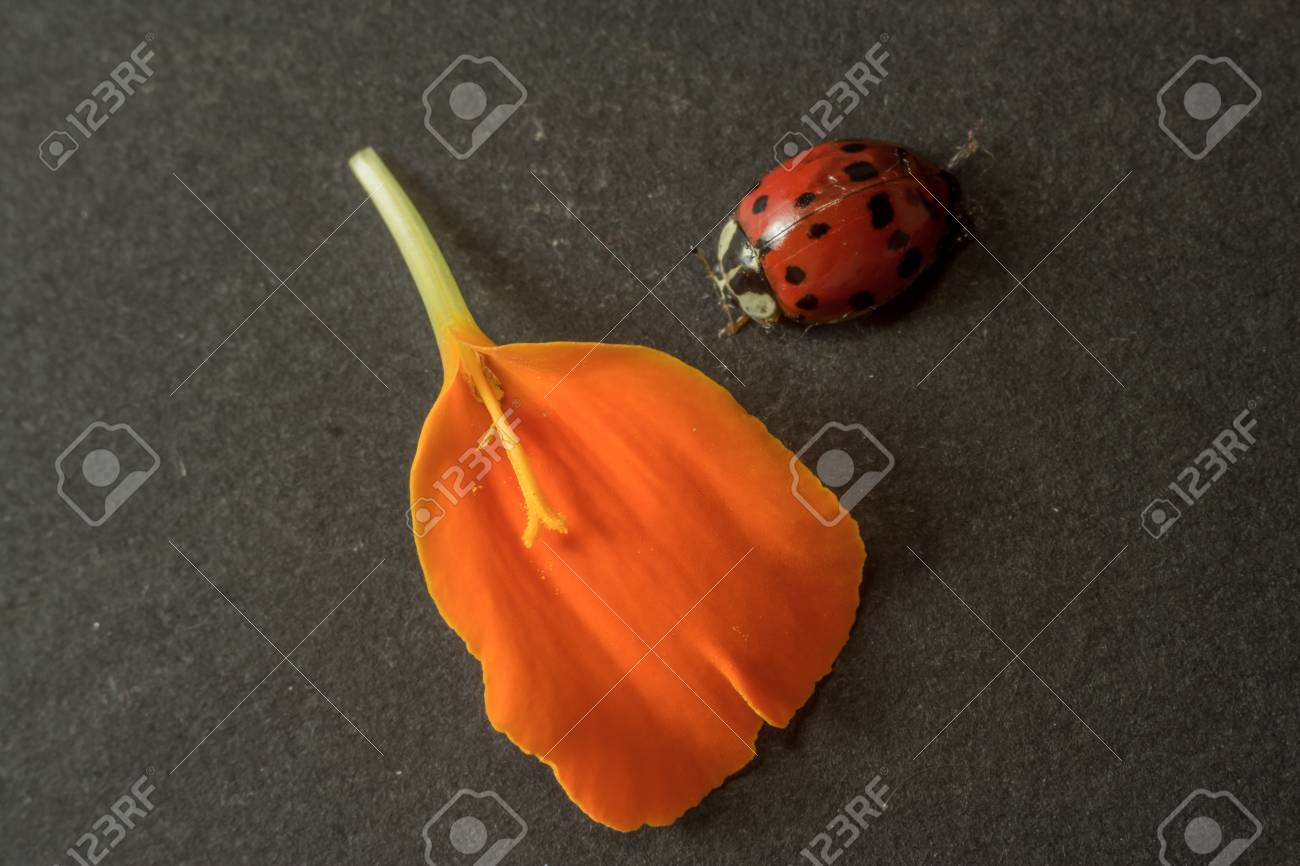 てんとう虫とマリーゴールド昼夜間温度差 暗い背景に マリーゴールドの花びらを斜め の写真素材 画像素材 Image てんとう虫とマリーゴールド昼夜間温度差 暗い背景に マリーゴールドの花びらを斜め の写真素材 画像素材 Image