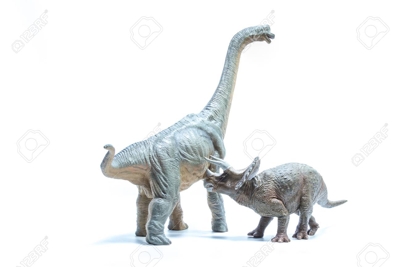 アガベオテロイ トリケラトプス/triceratops 縦割り株