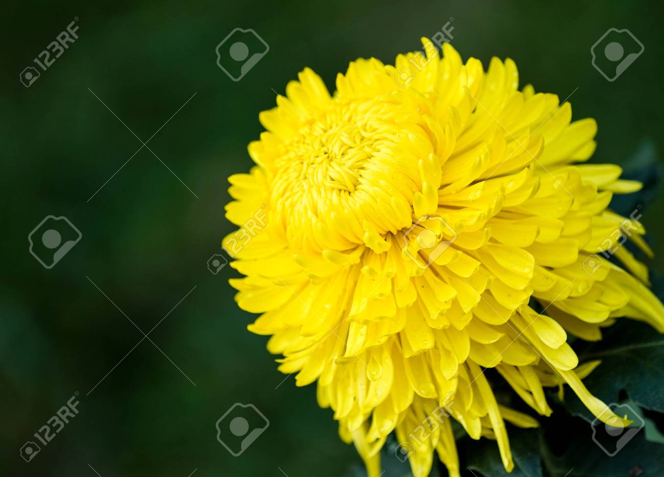 etiam-dictum-ipsum-a-felis