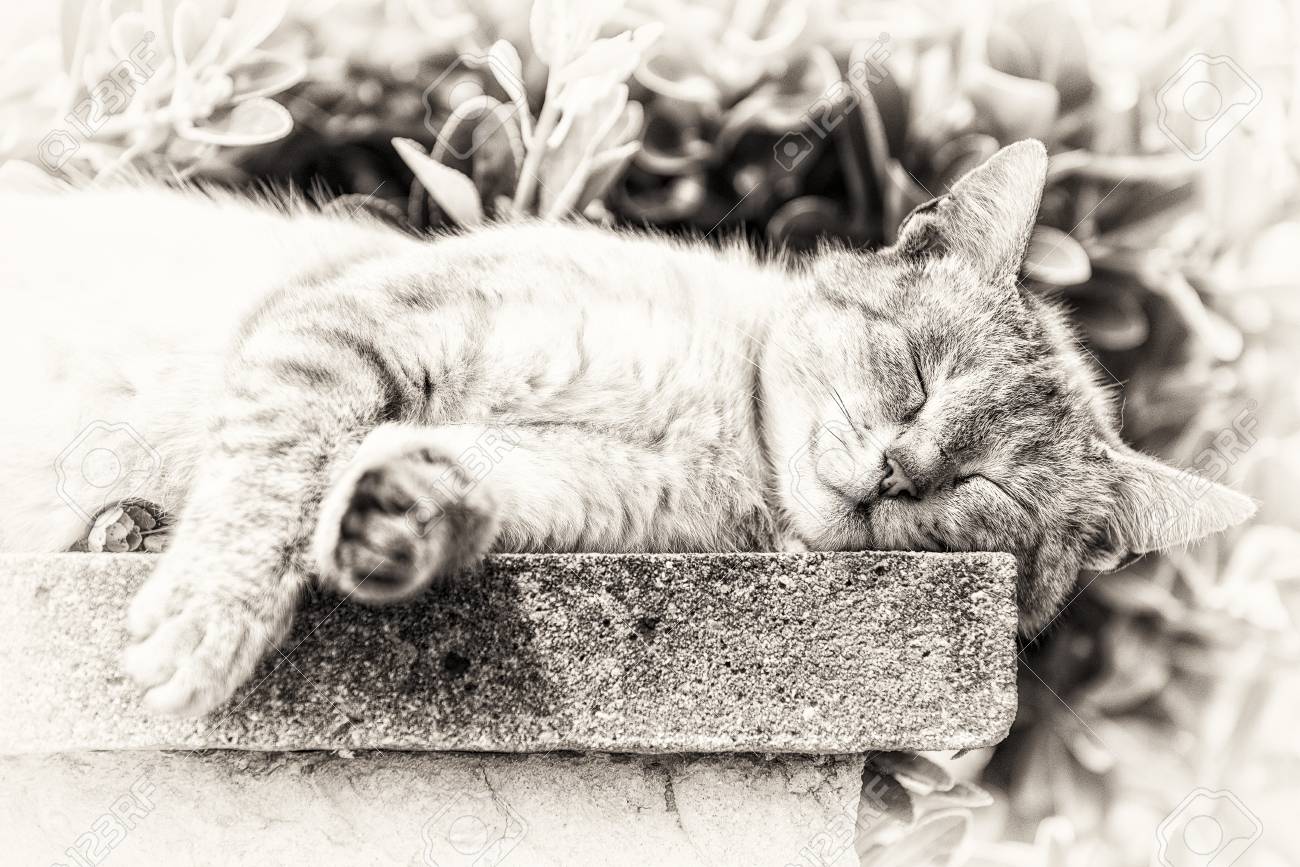 国内の猫の低壁の黒と白の美術肖像画で延びる日光浴で眠っている大人のぶち猫のクローズ アップ の写真素材 画像素材 Image