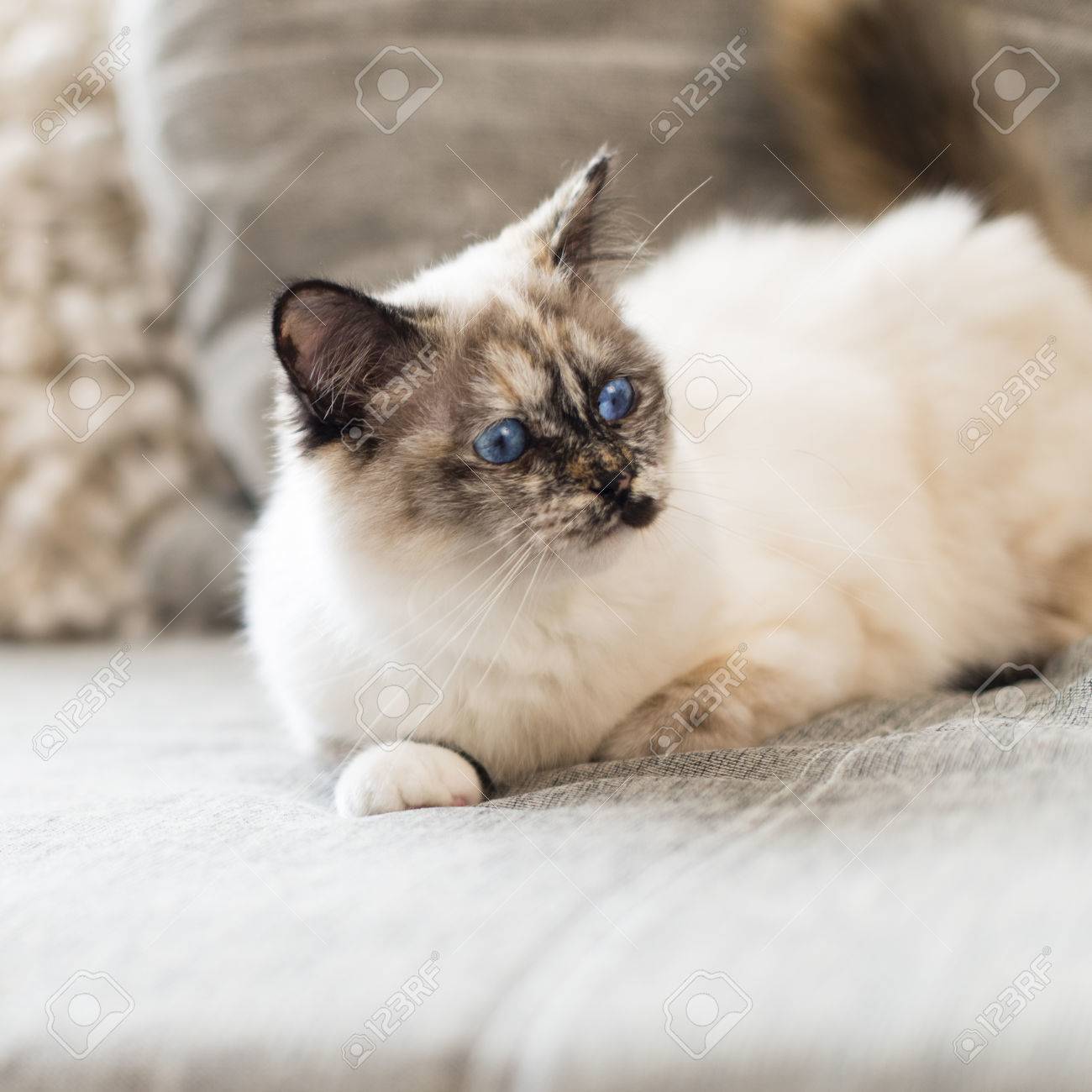 メス猫はソファの上を延びるシール三毛ネコ ポイント バーマンの頭に焦点を当てます の写真素材 画像素材 Image