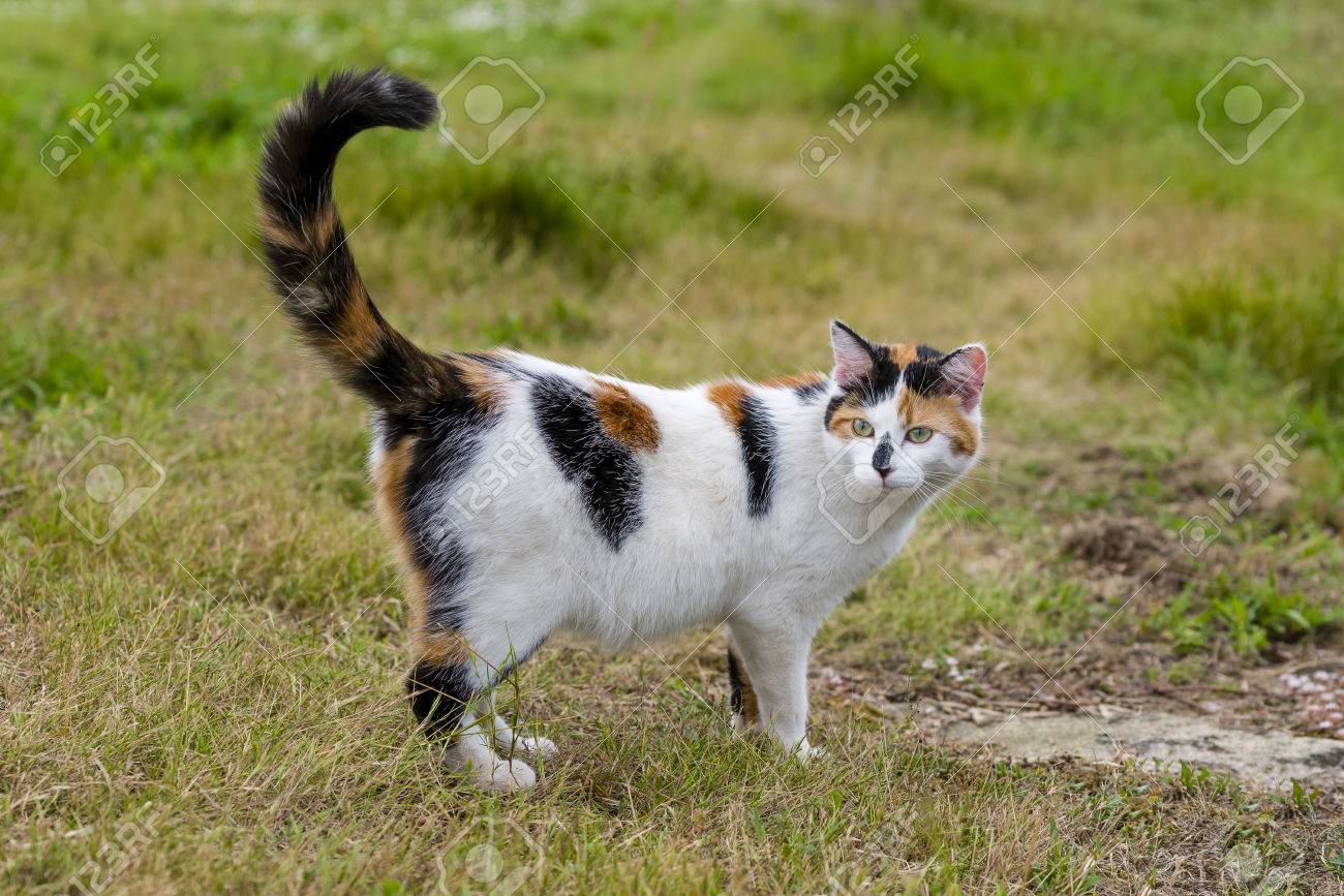 むしん Ict と芝生の上の 1 つのかわいい雑種猫立っています カラー写真の国内猫の屋外ポートレート の写真素材 画像素材 Image むしん Ict と芝生の上の 1 つのかわいい雑種猫立っています カラー写真の国内猫の屋外ポートレート の写真素材 画像素材 Image