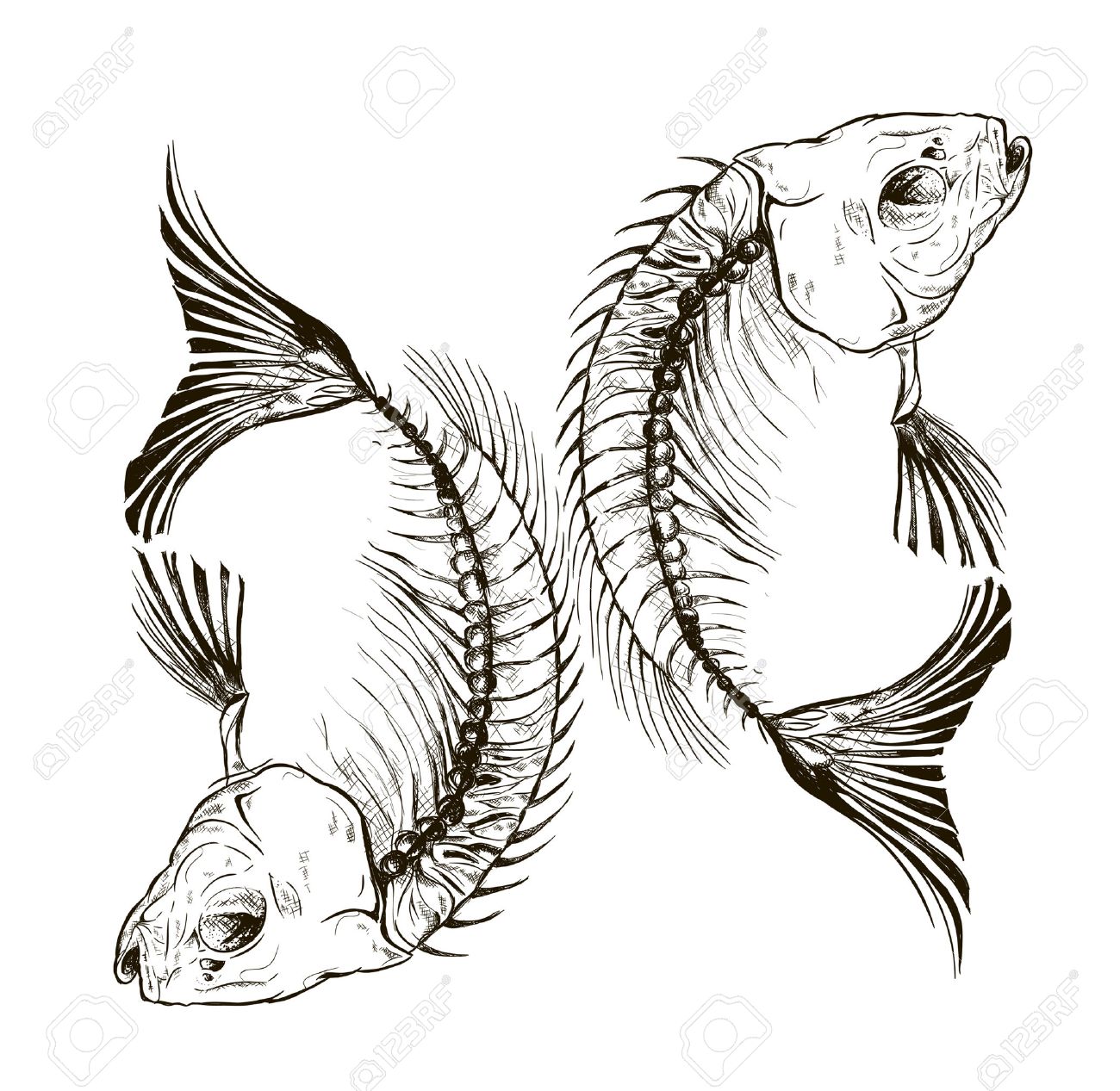 vector fish skeleton a talisman a sign royalty free cliparts