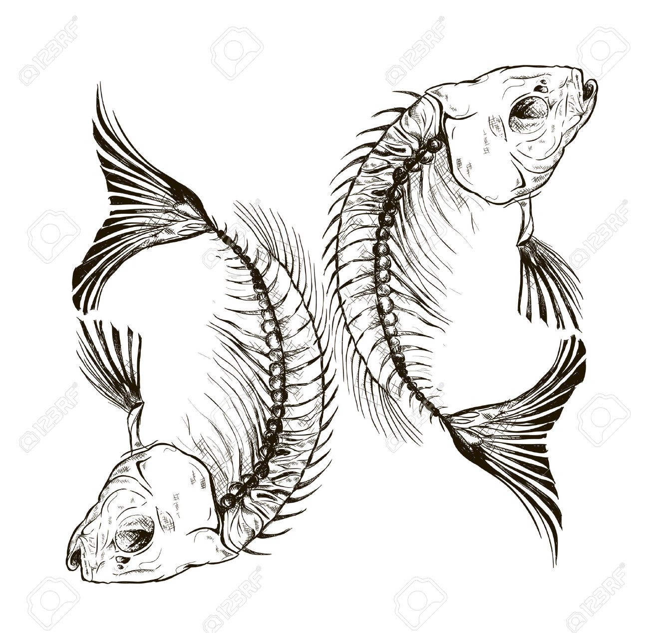 Vector Fish Skeleton, A Talisman, A Sign Royalty Free SVG, Cliparts,  Vectors, and Stock Illustration. Image 43775943.