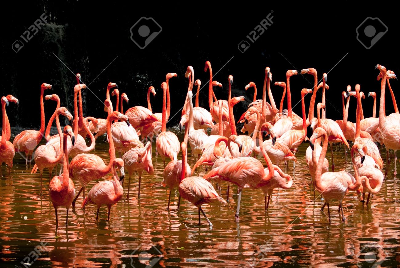 group of red south african flamingo in wild pool - 4793633 group of red south african flamingo in wild pool - 4793633