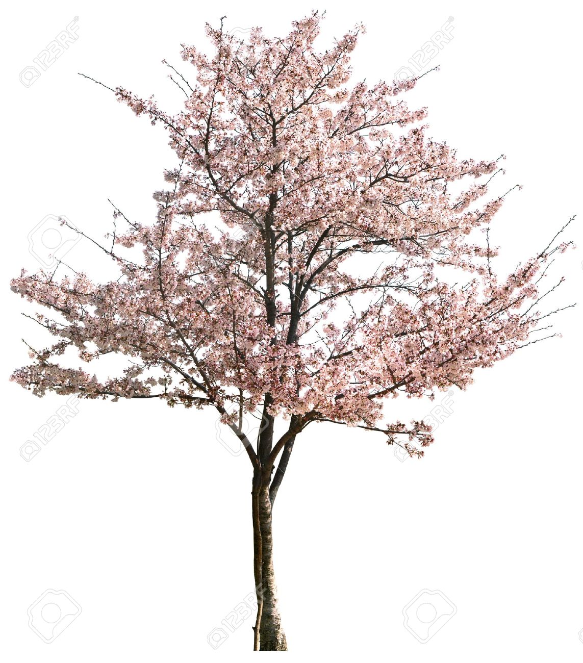 Pink Japanese apricot flower isolated on white in winter - 9653351 Pink Japanese apricot flower isolated on white in winter - 9653351