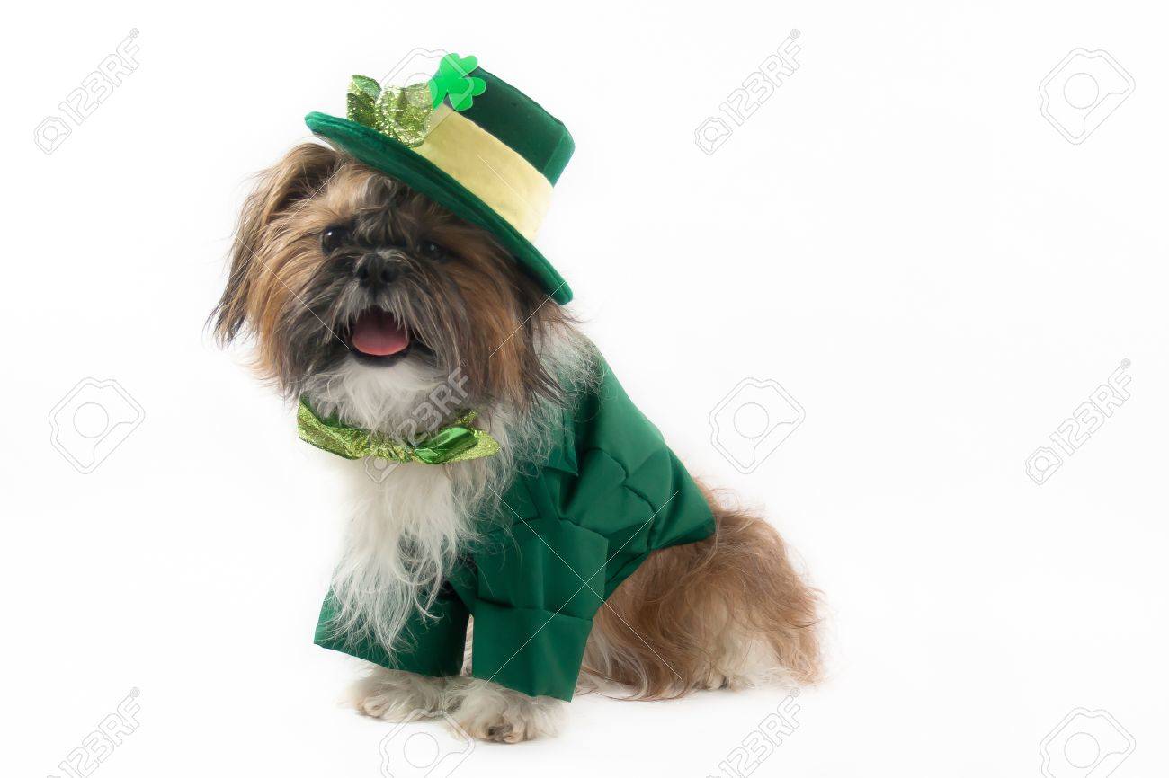 A Shih Tzu Is Dressed In A Leprechaun Outfit With Bow Tie And