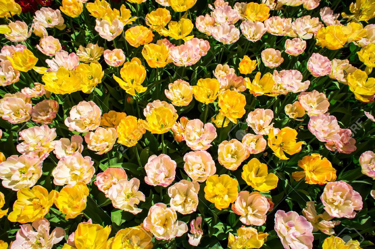 tulips spectacle at the