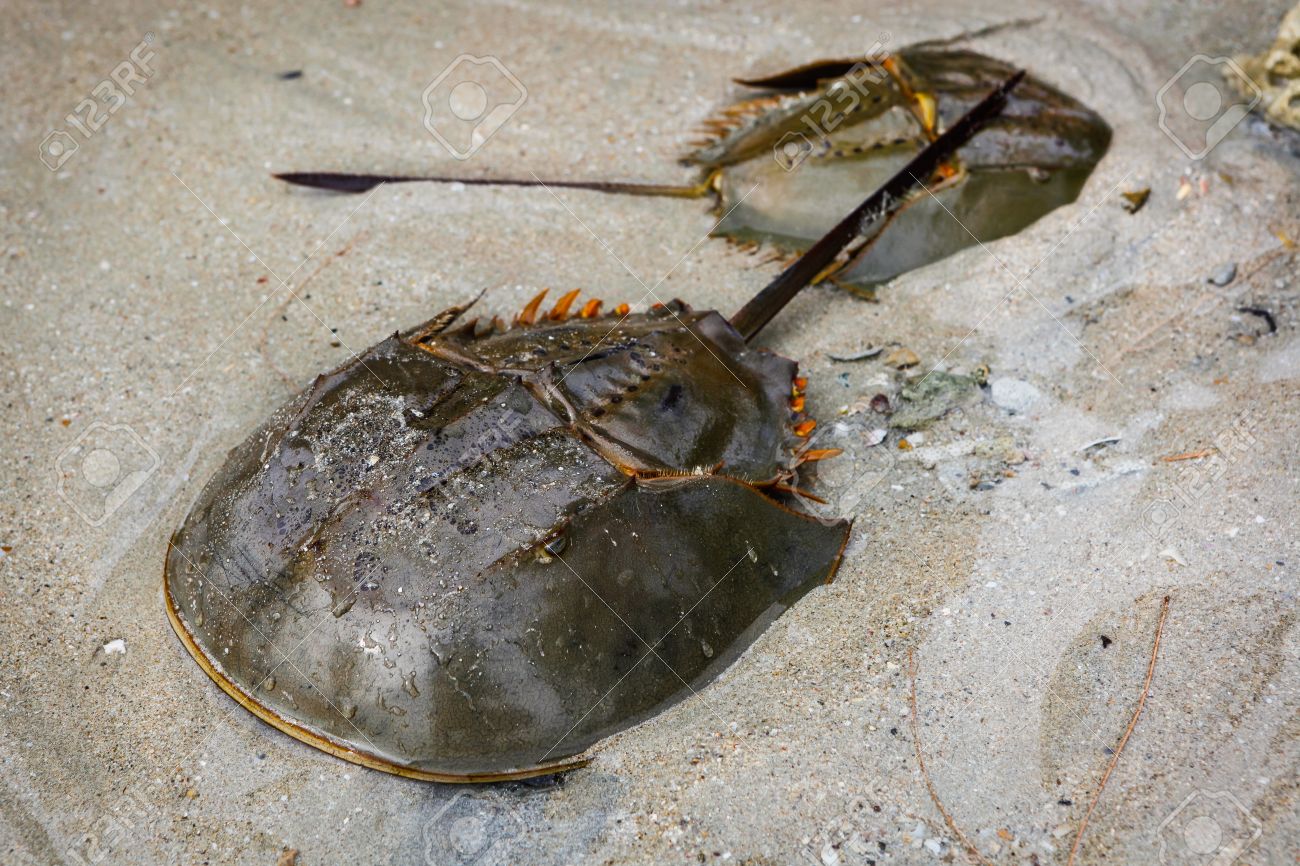 アメリカ 緯度 Xiphosura Xiphosura カブトガニは カブトガニ 家族で絶滅した系統と 4 つの現存する種の数が多いを含む海洋の Chelicerates の順序です 私ほとんど変わってグループ の写真素材 画像素材 Image
