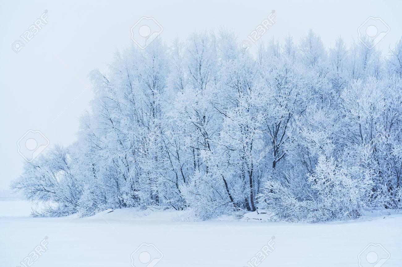 ロシアで雪に覆われた木々 のある冬景色 の写真素材 画像素材 Image