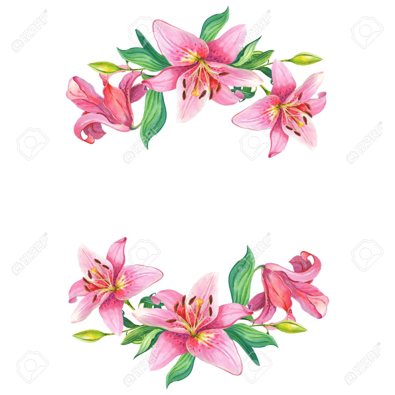 Pink Lilies.Floral Watercolor Flowers 