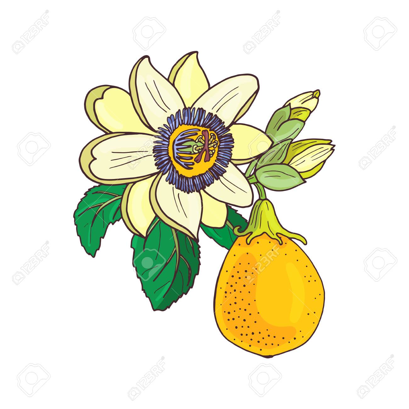 Passionflower Passiflora Passion Fruit On A White Background Isolated Royalty Free Cliparts Vectors And Stock Illustration Image 123633001 passionflower passiflora passion fruit on a white background isolated