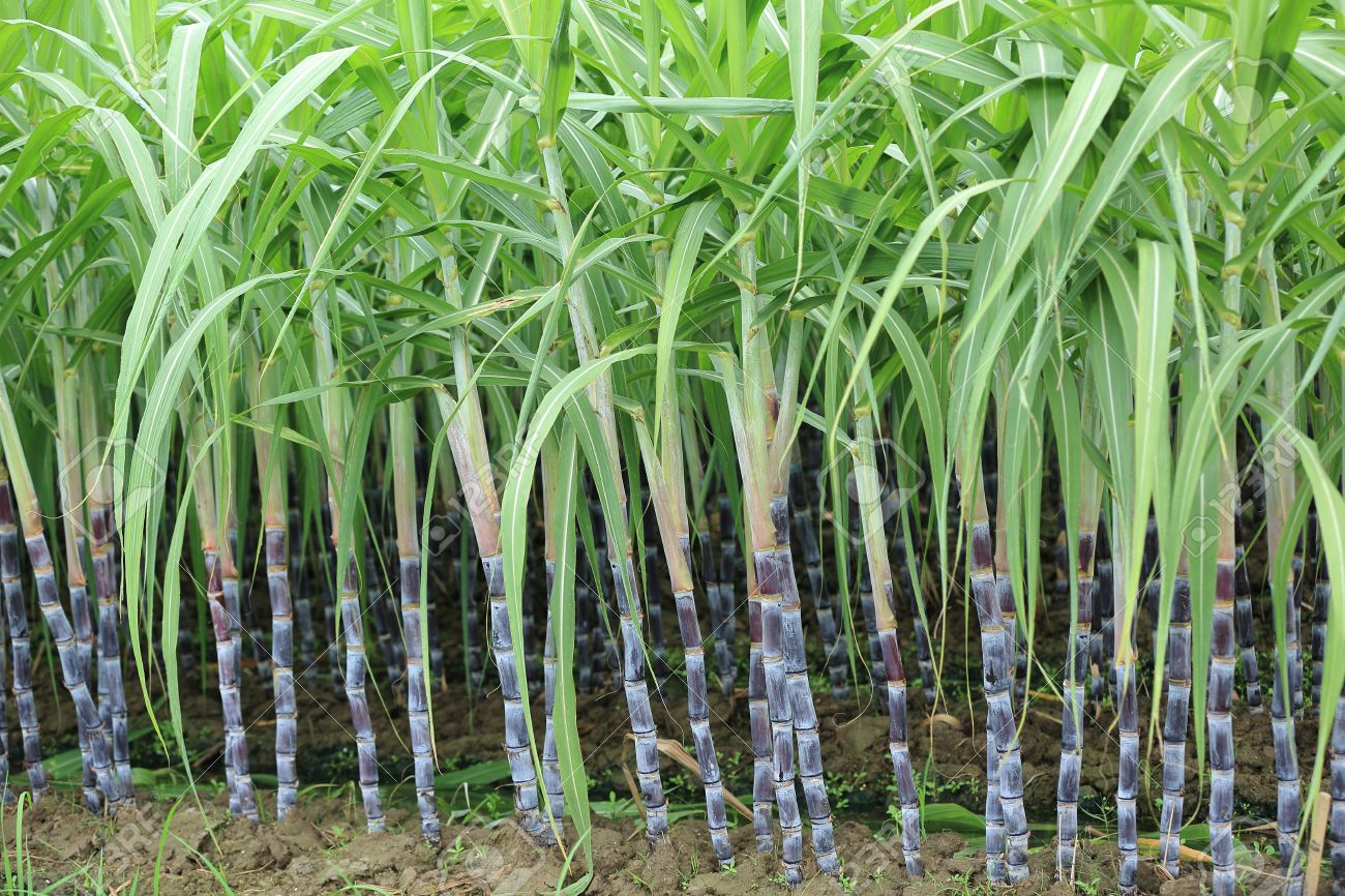 Image result for sugarcane