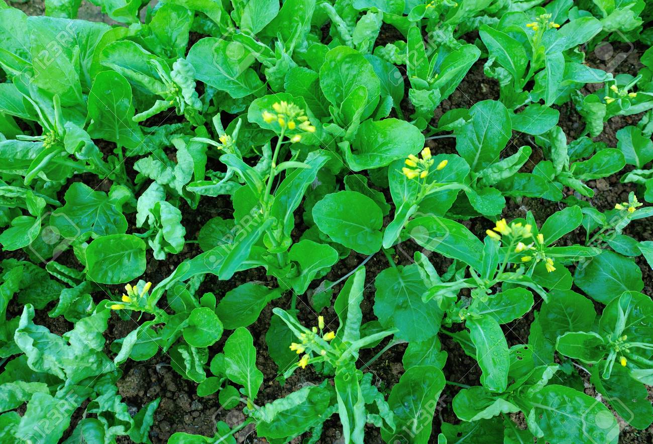Chou Chinois A Floraison Verte En Croissance Au Potager Banque D