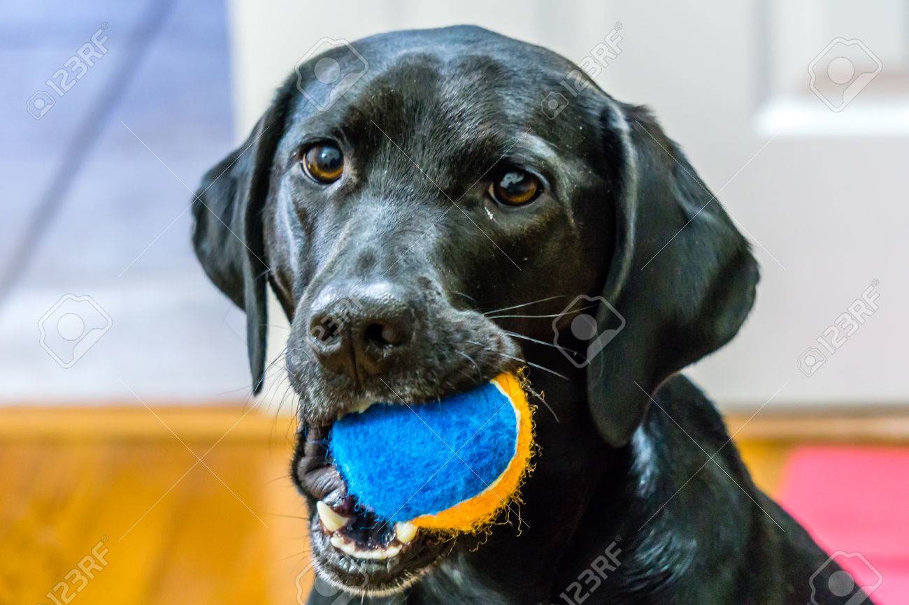labrador balls