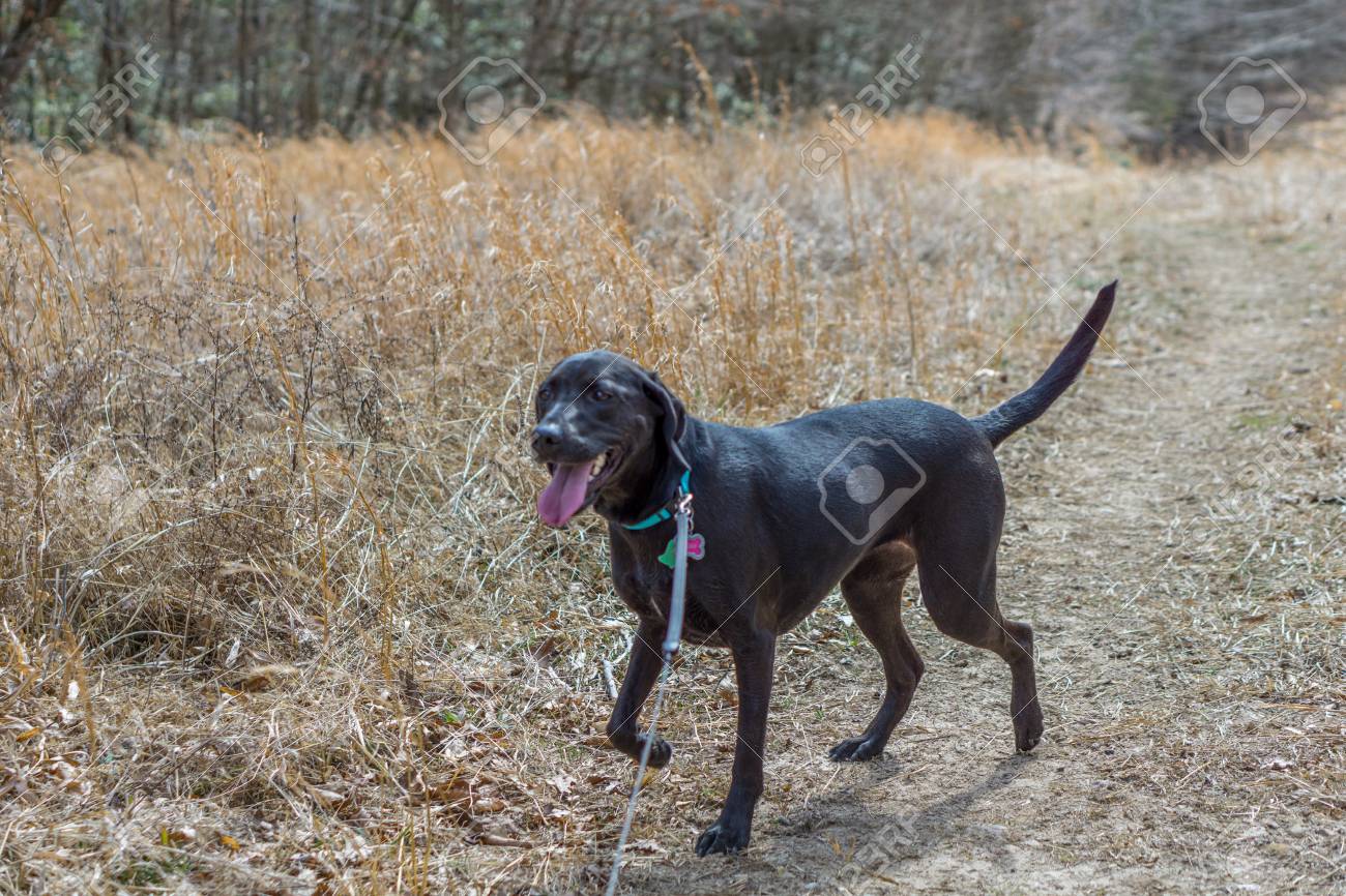 black lab walking