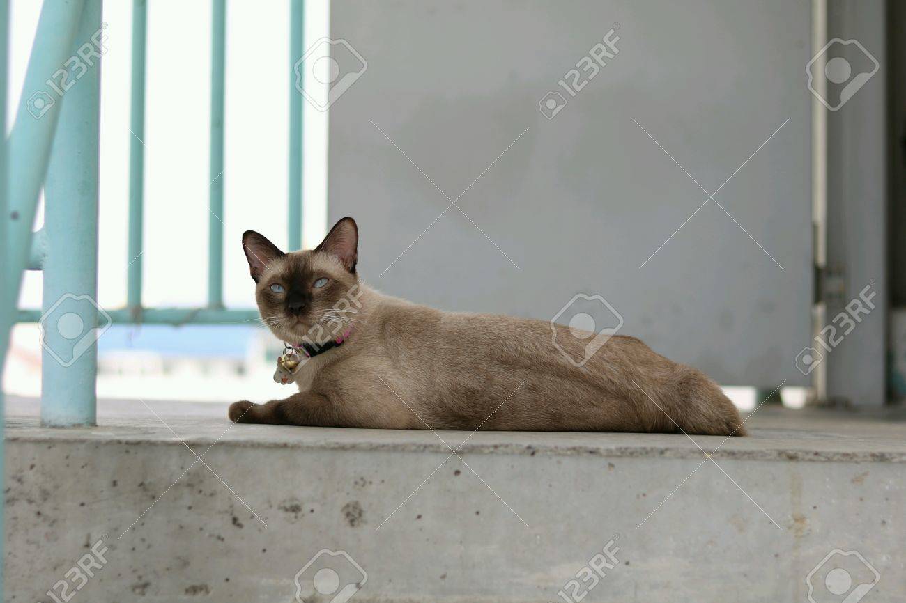 etiam-dictum-ipsum-a-felis